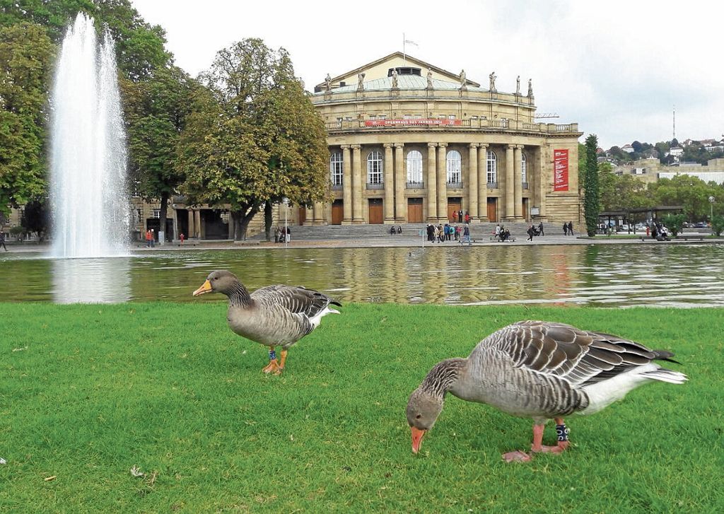 Stuttgart prüft Eckensee als Ausweichspielstätte für Opernsanierung