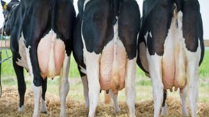 Greenpeace fordert höhere Abgaben auf Fleisch und Milch