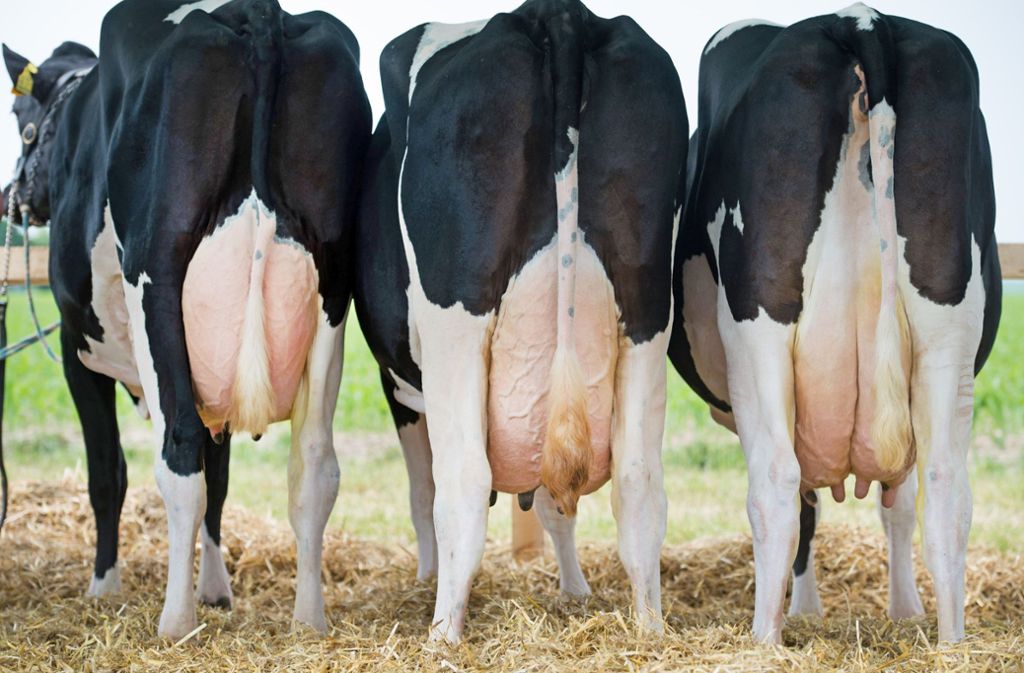 Gegen Massentierhaltung: Greenpeace fordert höhere Abgaben auf Fleisch und Milch