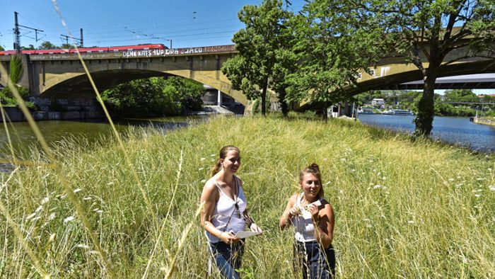 Initiative Neckarinsel in Stuttgart-Bad Cannstatt: Das Flussidyll mit Leben erfüllen