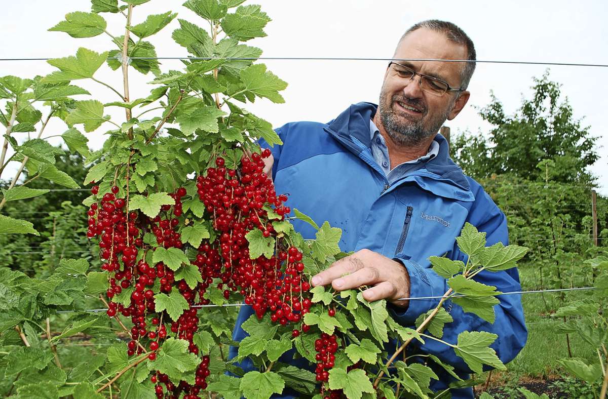 Obstbauberater Andreas Siegele begutachtet gesunde  Sträucher voller Roter Johannisbeeren. Foto: Mathias Kuhn
