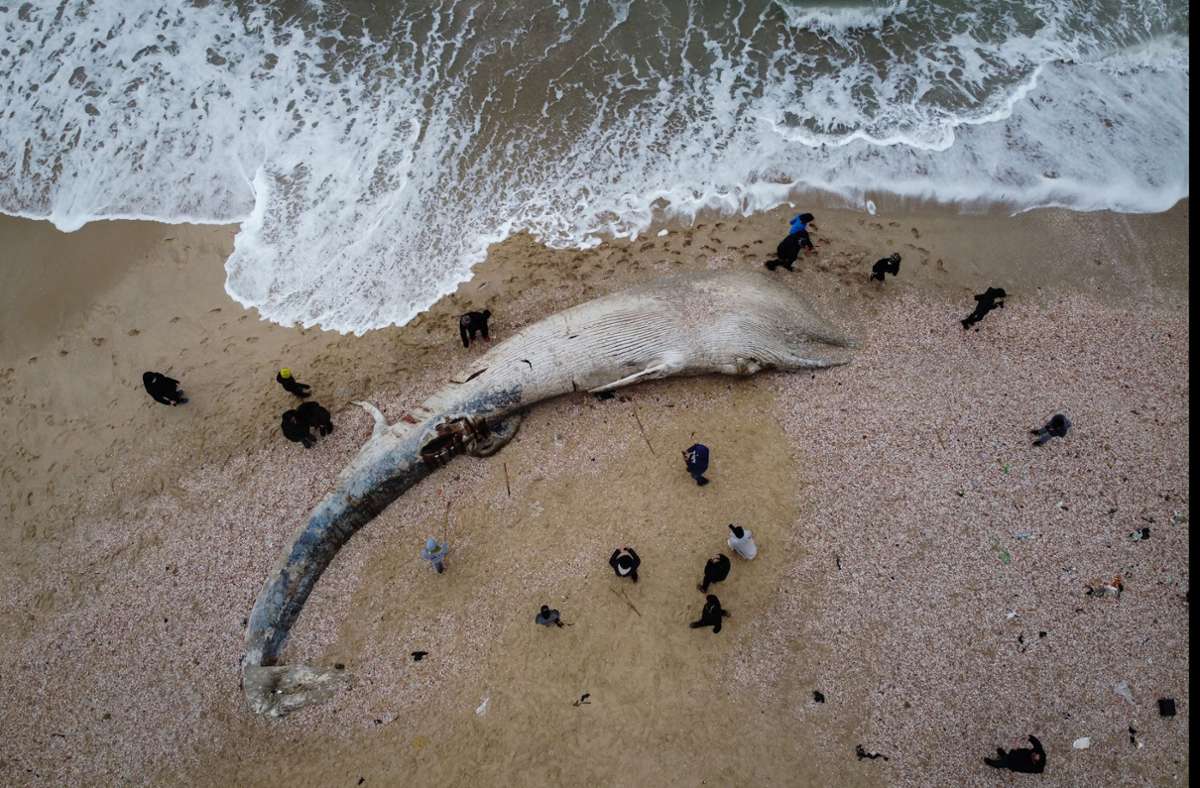 Küste vor Israel: Kadaver eines fast 17 Meter großen Finnwals angespült