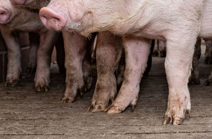 Schweinemastbetrieb im Alb-Donau-Kreis: Polizei ermittelt wegen möglicher Verstöße gegen den Tierschutz