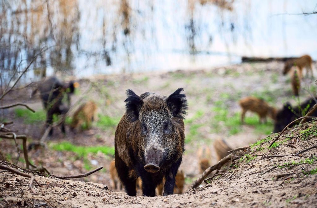 Vorsorge gegen Afrikanische Schweinepest – Einzige Verwahrstelle in Stuttgart   ist in Möhringen: Jagd gegen die Afrikanische Schweinepest