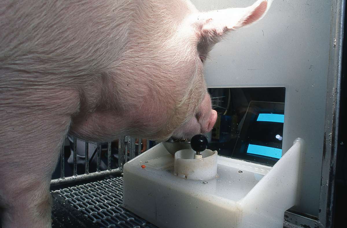 Ein Yorkshire-Schwein bedient den Joystick: Schweine können einer neuen Untersuchung zufolge Computerspiele bedienen –  per Joystick. Foto: Eston Martz/Pennsylvania State University/Frontiers in Psychology/dpa