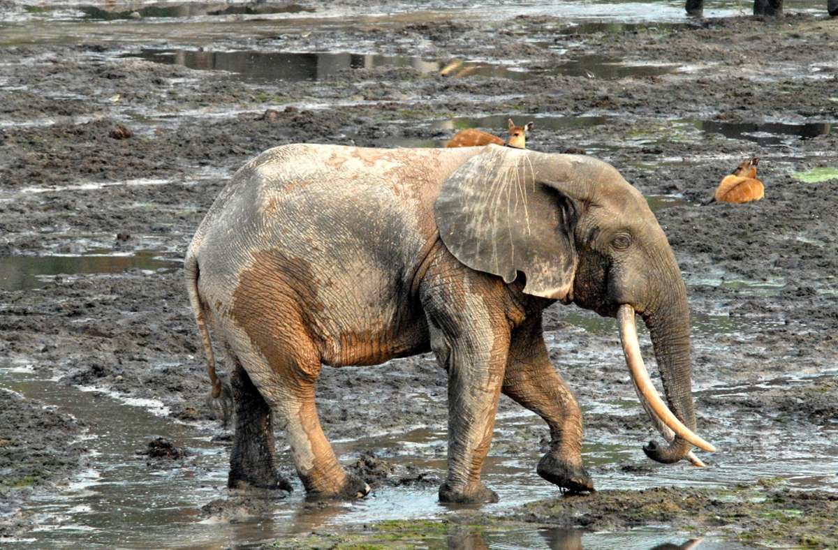 Rote Liste: Afrikanischer Waldelefant jetzt vom Aussterben bedroht