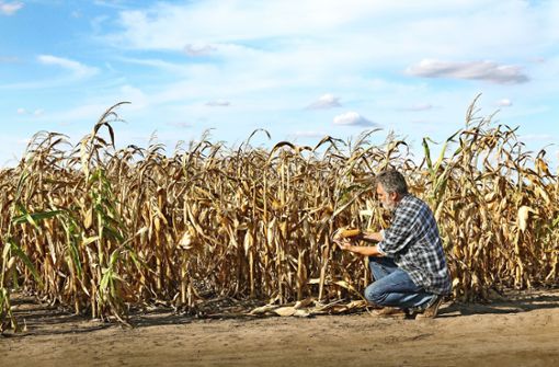 Verdorrte Maisfelder könnten auch in Deutschland häufiger werden. Foto: Adobe Stock/Simin Zoran