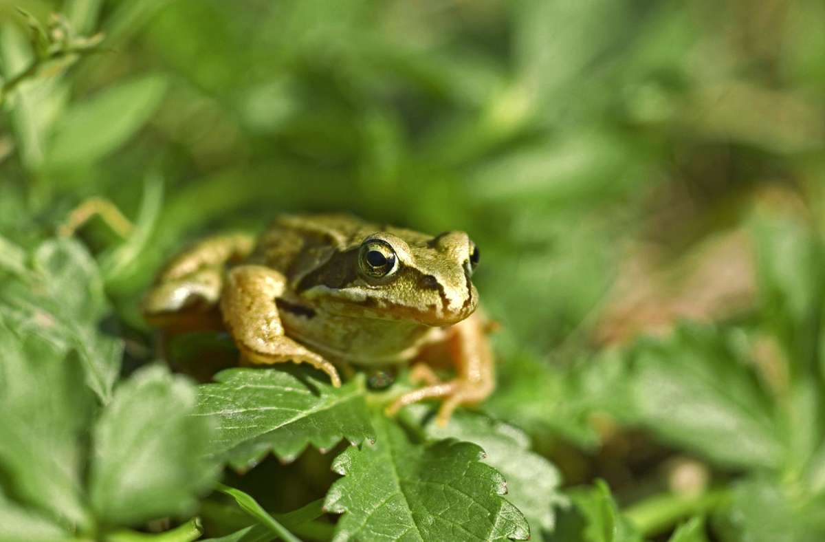 Amphibienwanderung: Diese Arten bereiten Naturschützern Sorgen