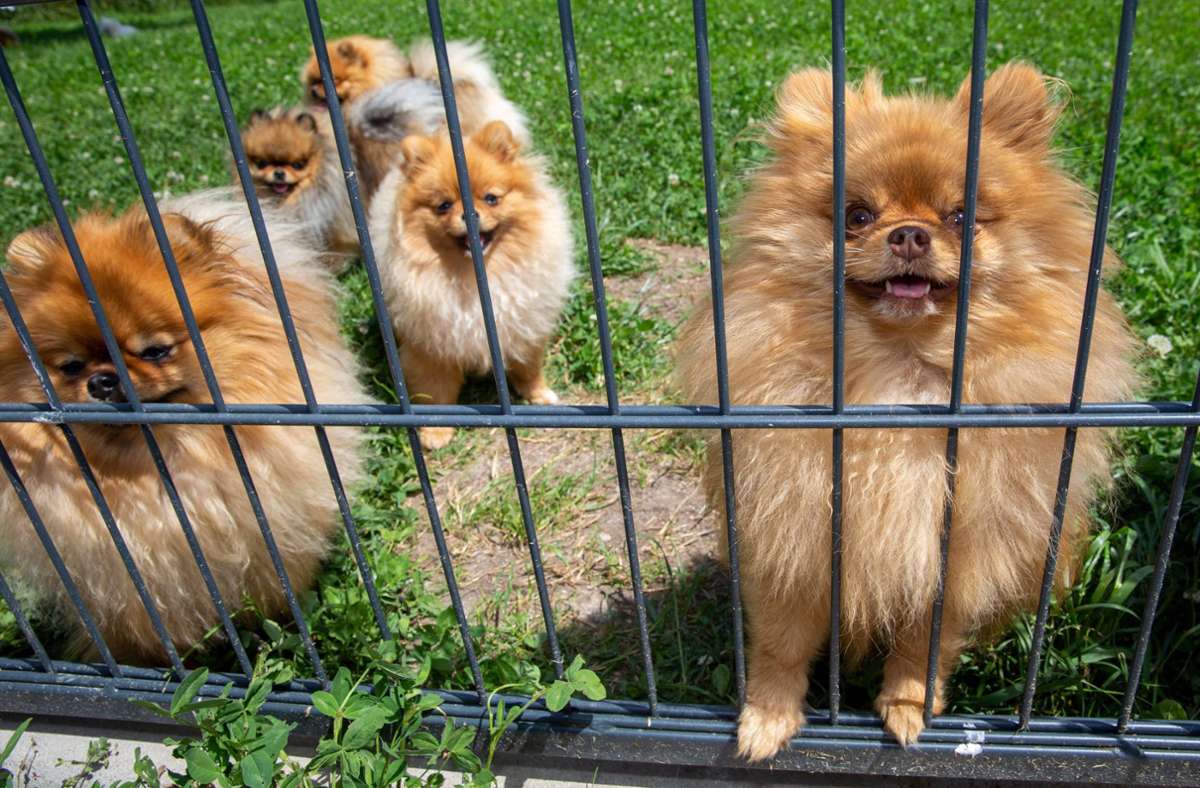 Großsachsenheim: Hund von Spielplatz gestohlen
