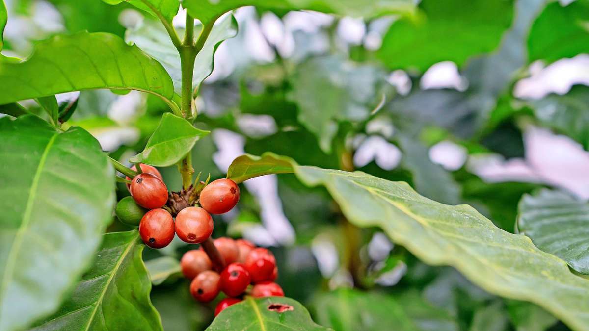 Wilhelma zeigt Kaffeepflanzen: Kaffee-Plantage auf der Intergastra
