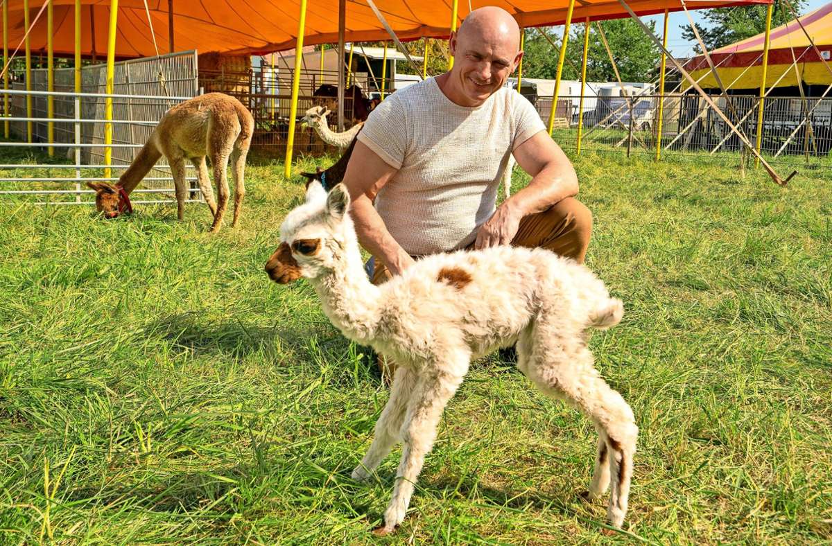 Neugeborenes Tierbaby in Merklingen: Tierschützer  zeigen Alpaka-Zirkus an
