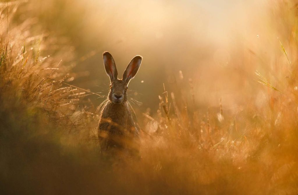 Naturfotograf des Jahres: So schön sind die Gewinnerbilder