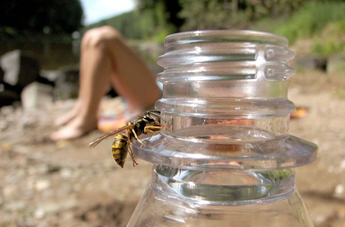 Wespenstiche: Die Wespe sticht zu – was hilft jetzt?