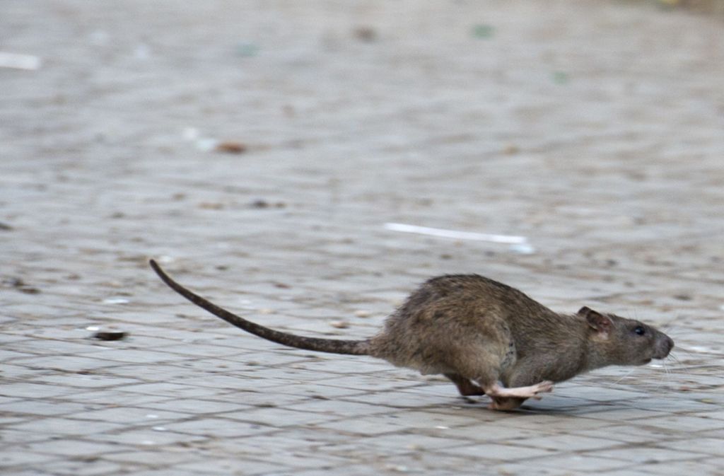 Ungewöhnliche Brandeinsätze: Kampf gegen Ratten hat  böse Folgen