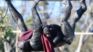 Patente auf Schimpansen gelten nicht mehr