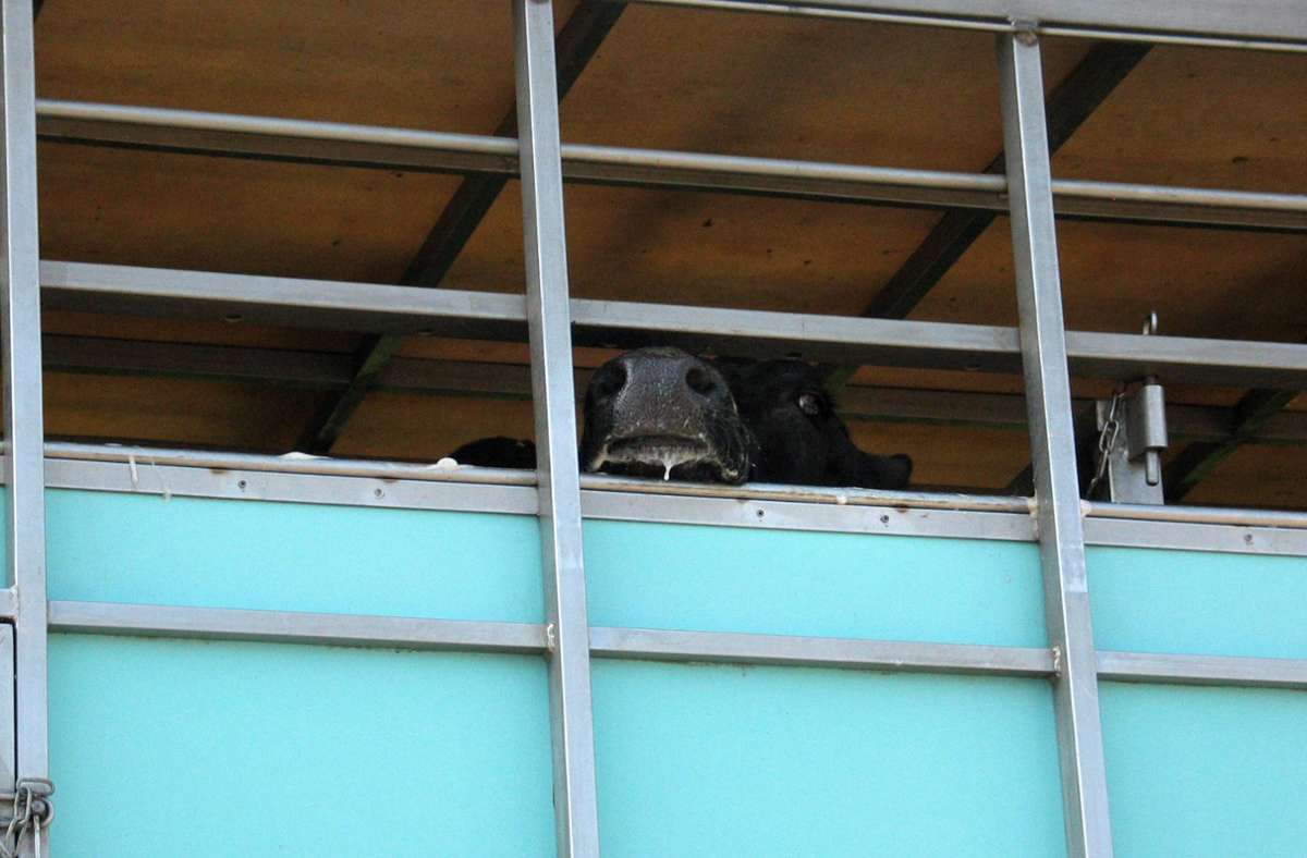 Baden-Württemberg: Kühe verursachen Unfall und fliehen aus Transporter