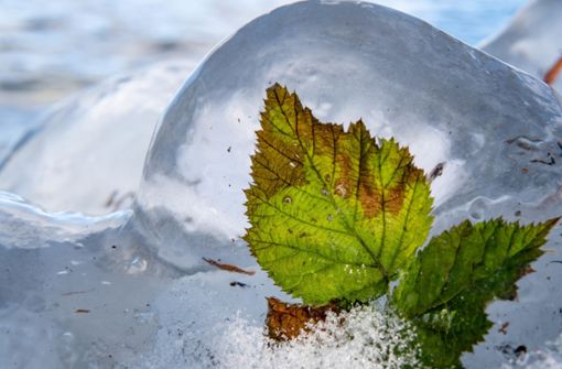 Am Plöner See  in Schleswig-Holstein sind  Blätter vollständig von Eis eingeschlossen. Foto: dpa/Axel Heimken