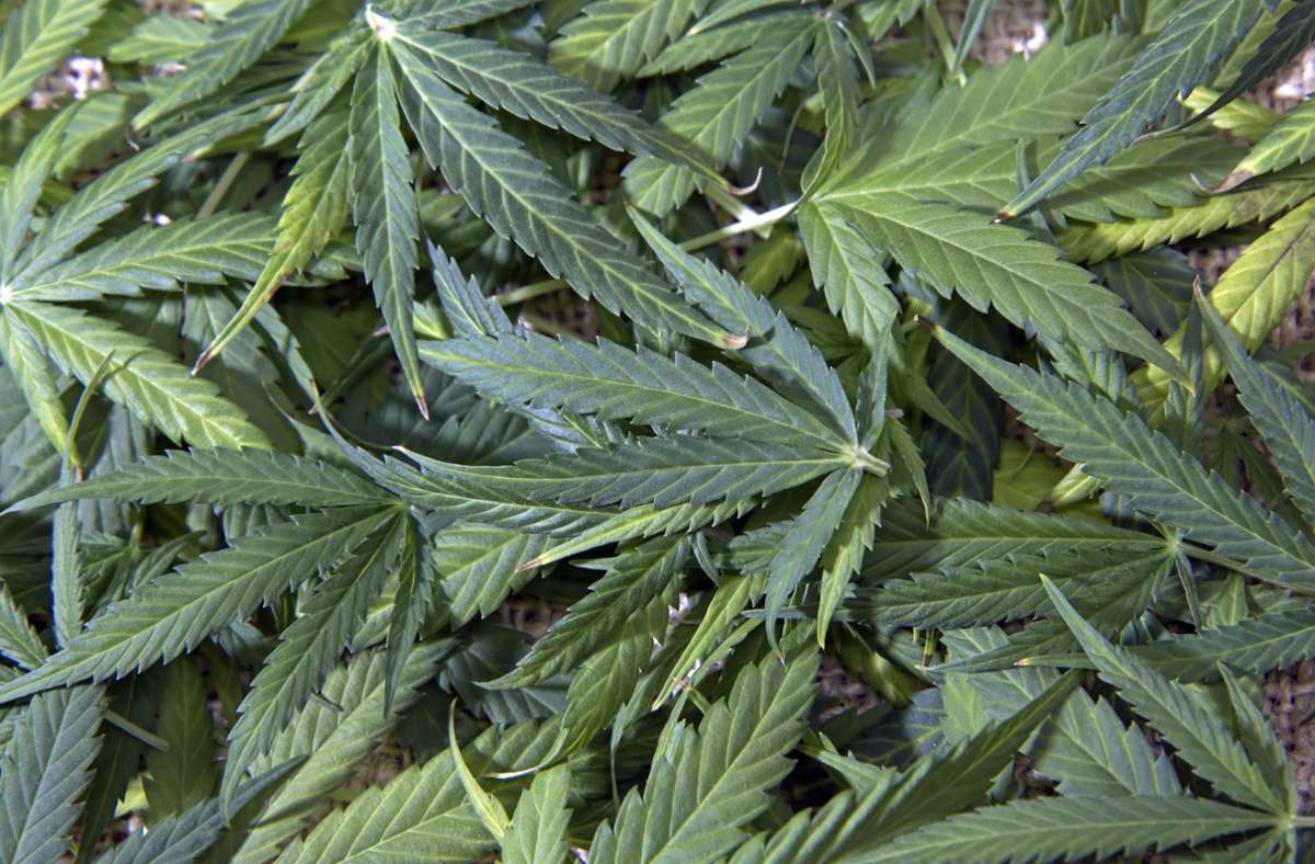 Ulm: Polizei beschlagnahmt 18 Kilogramm Marihuana