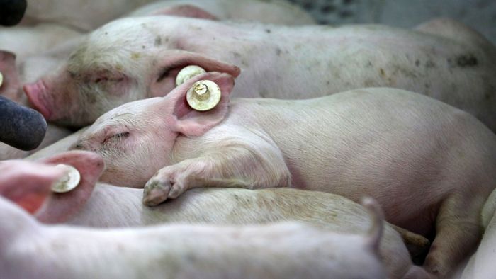 Prozess um Quälerei in Schweinezucht – Geringere Strafe gefordert