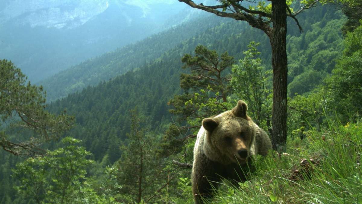 Italien: Kritik an Gesetz zur Tötung von Bären im Trentino