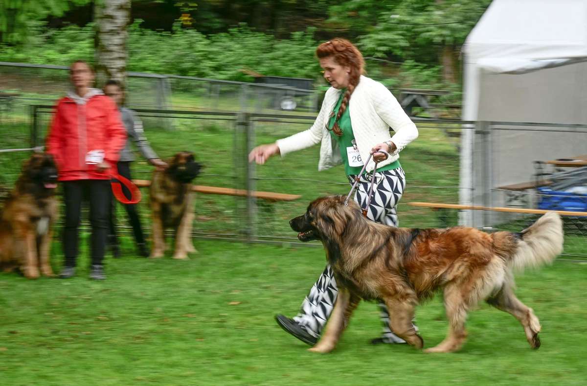 Ist er fit, gesund und hat tolle Maße? Die Hundebesitzerin führt ihren Vierbeiner an der Jury vorbei. Foto: /Simon Granville