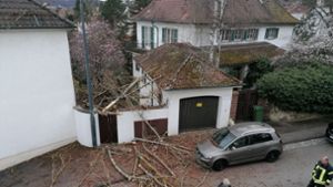 Umstürzender Baum beschädigt Dach und Straßenbeleuchtung