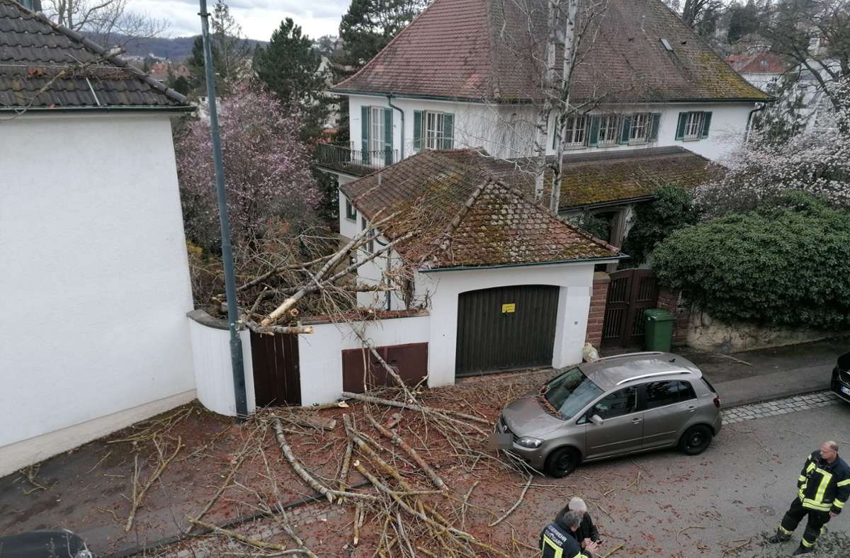 Der umgestürzte Baum beschädigte das Hausdach und die Straßenbeleuchtung.