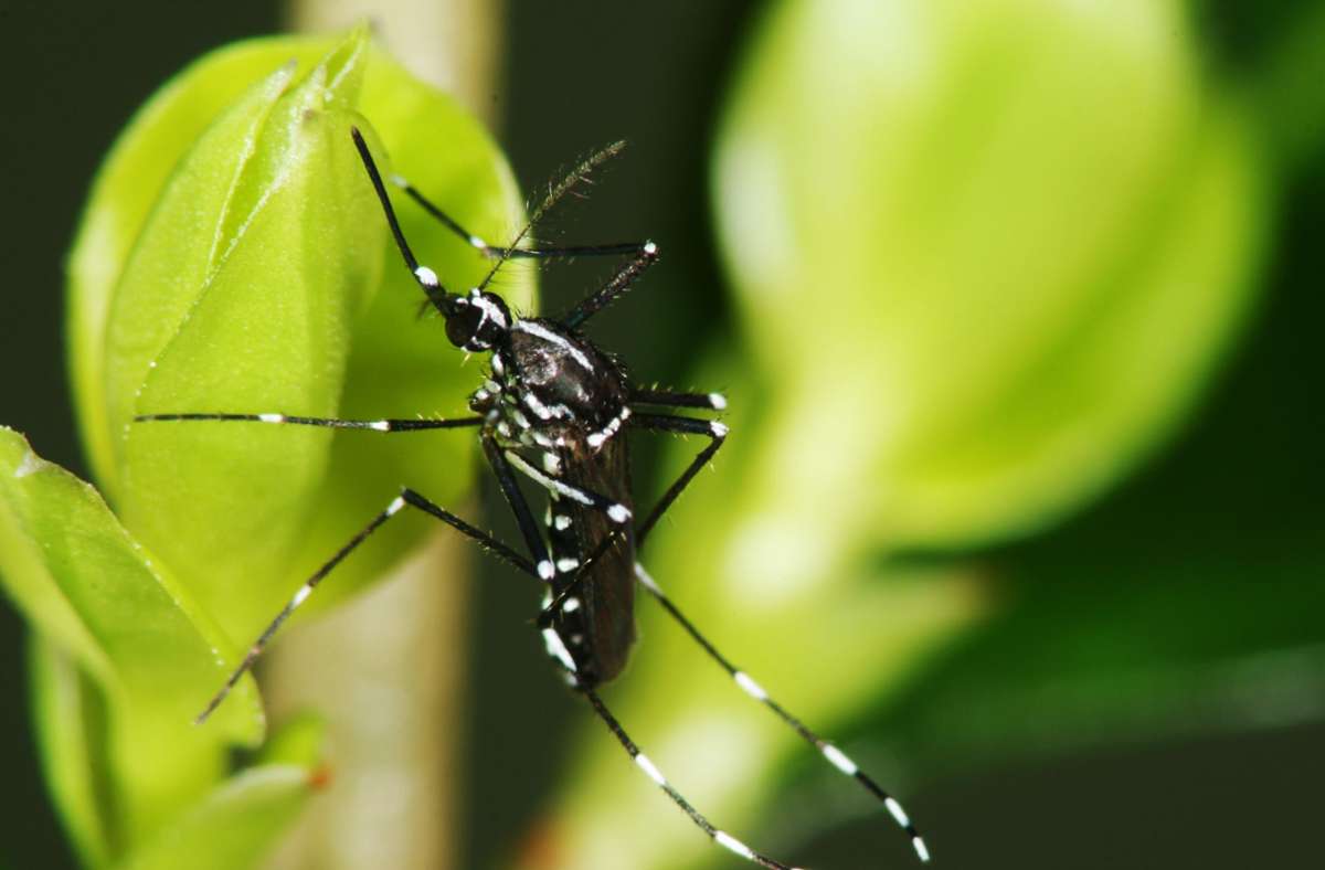 Tigermücken in der Region Stuttgart: Gefährliche Virenträger breiten sich weiter aus