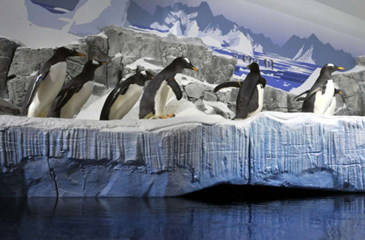 Sealife Konstanz: Das größte Aquarium im Land ist derzeit dicht