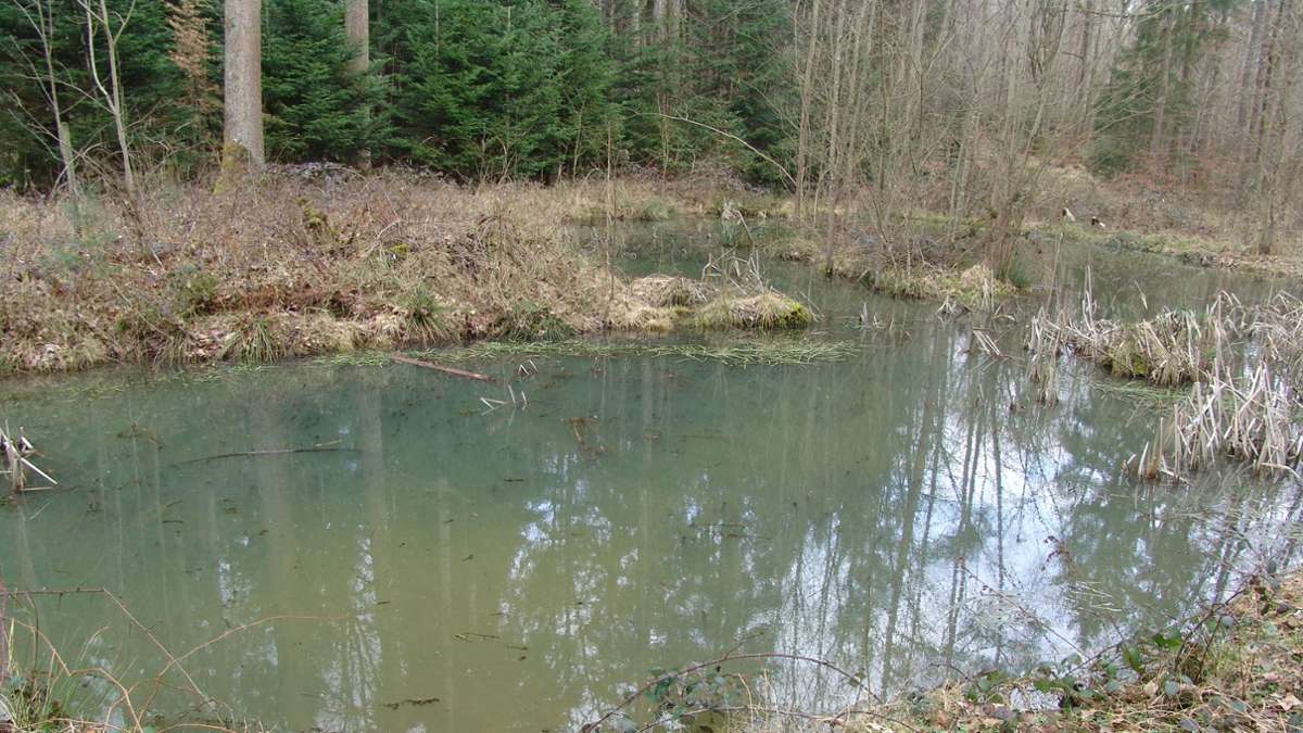 Die künstlich angelegten Seen im Gemeindewald Weidacher Höhe sind verschieden groß.