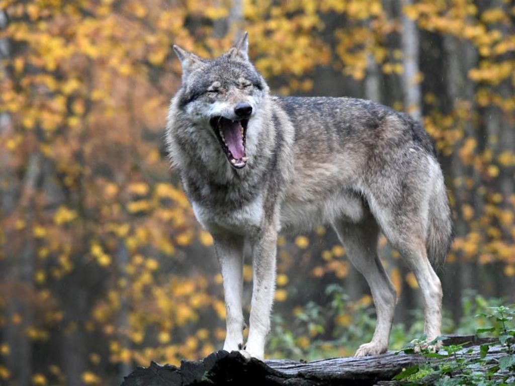 Positionspapier vorgelegt: Grüne weiter gegen Jagd auf Wölfe