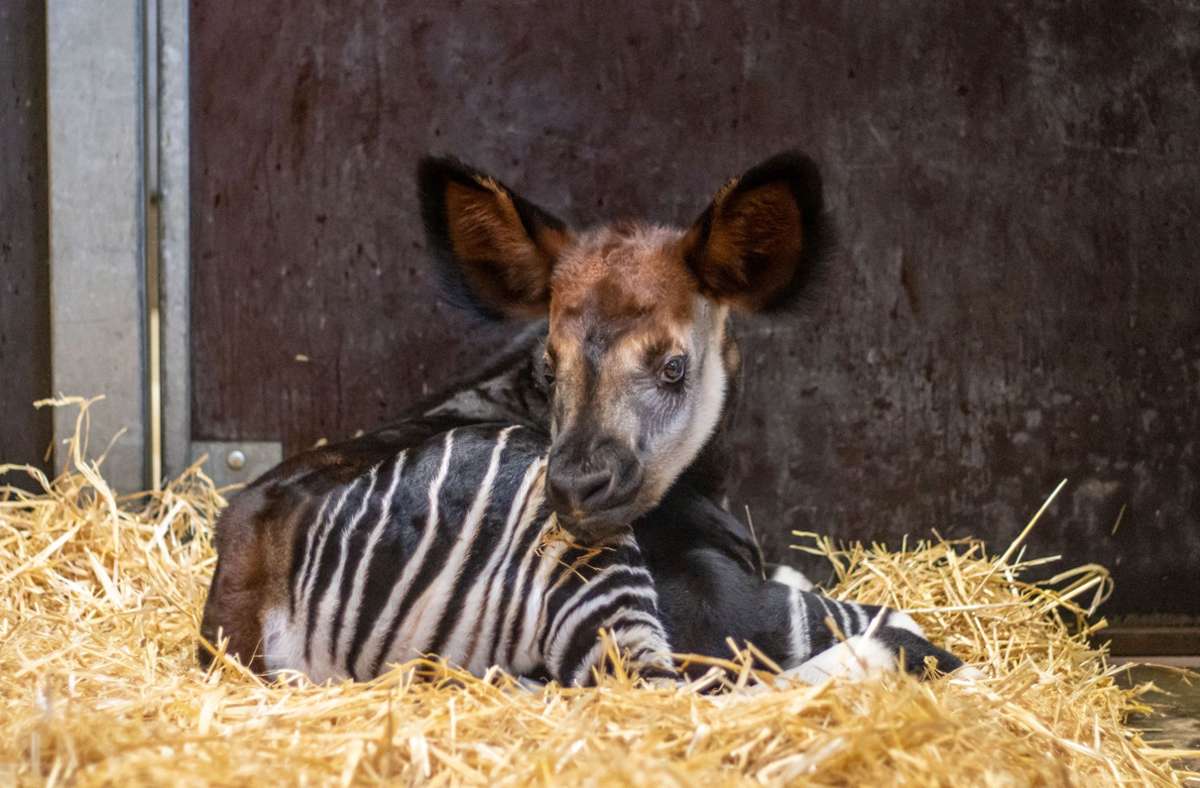 Oktober: Gleich zweimal gab es in diesem Jahr Nachwuchs bei den Kurzhalsgiraffen. Zum ersten Mal seit 2011 wachsen damit zwei kleine Okapis gleichzeitig im Zoo in Stuttgart auf.