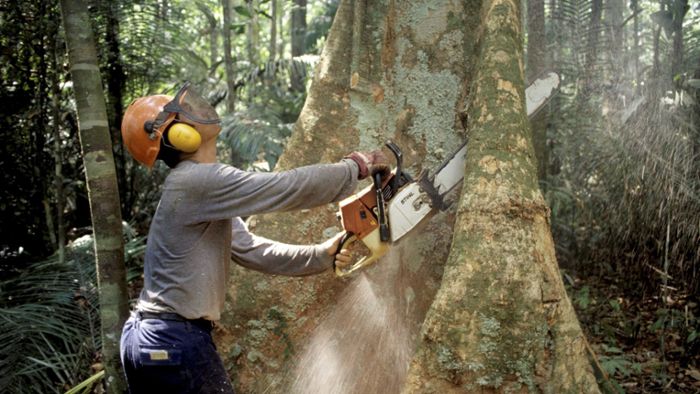 43 Millionen Hektar  Regenwald zerstört