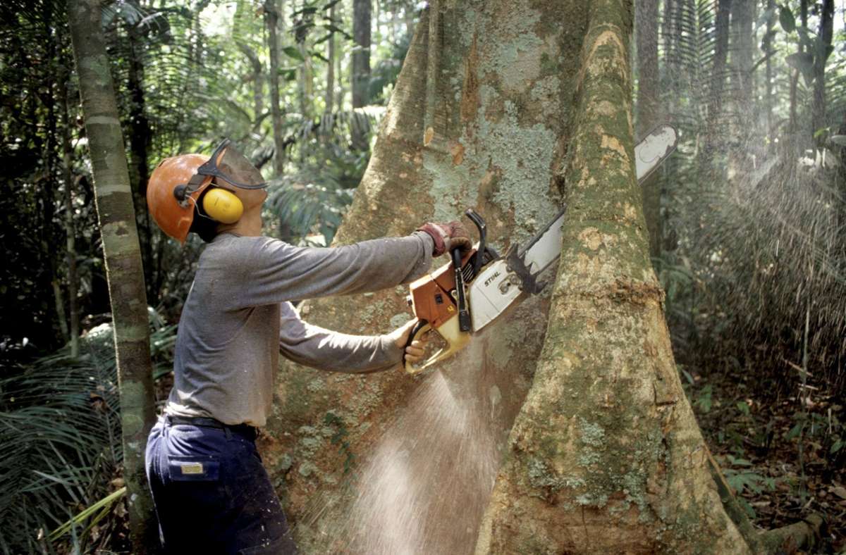 Umwelt: 43 Millionen Hektar  Regenwald zerstört