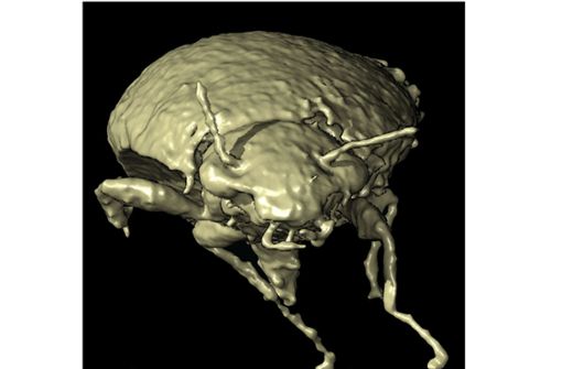 Das Bild zeigt ein 3D-Modell des Insekts mit dem Namen Triamyxa coprolithica. Foto: Qvarnström et al./dpa