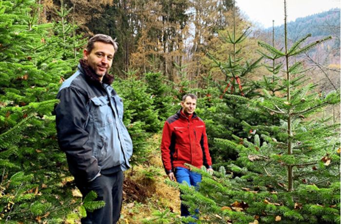 Der perfekte Weihnachtsbaum: Die Christbaumbrüder aus dem Schwarzwald