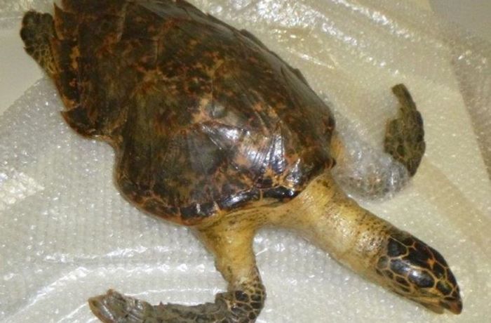 Hauptzollamt Singen: Zoll beschlagnahmt geschützte Schildkröte