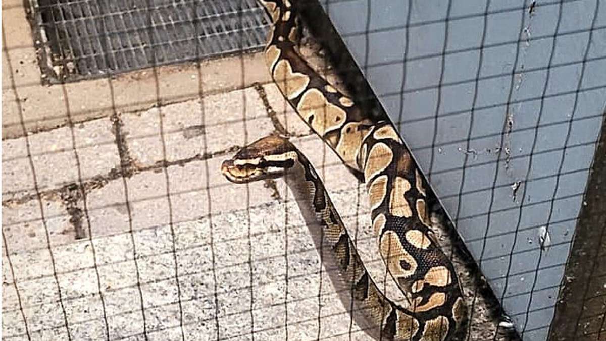 Schlangenfund in Filderstadt: Python vor der Haustür
