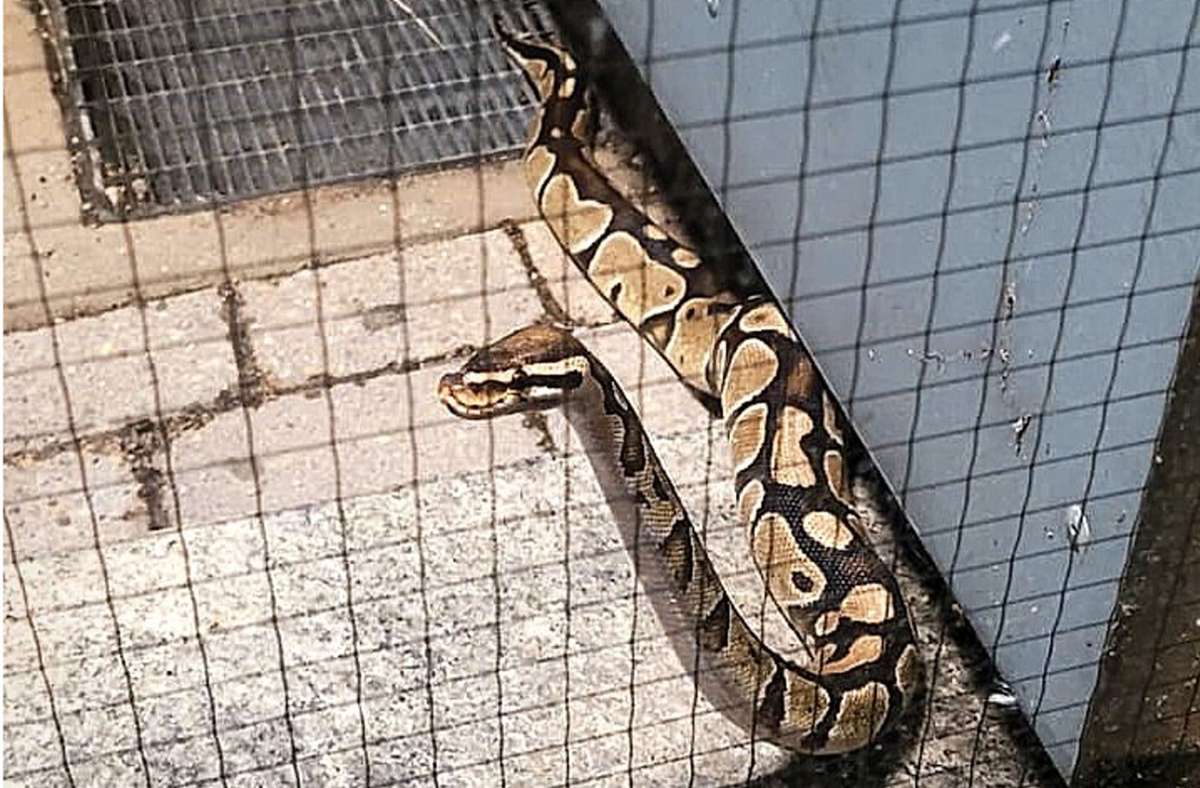 Schlangenfund in Filderstadt: Python vor der Haustür