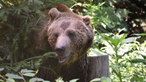 Wildtierpark im Schwarzwald will „Problembärin“ aus Italien aufnehmen