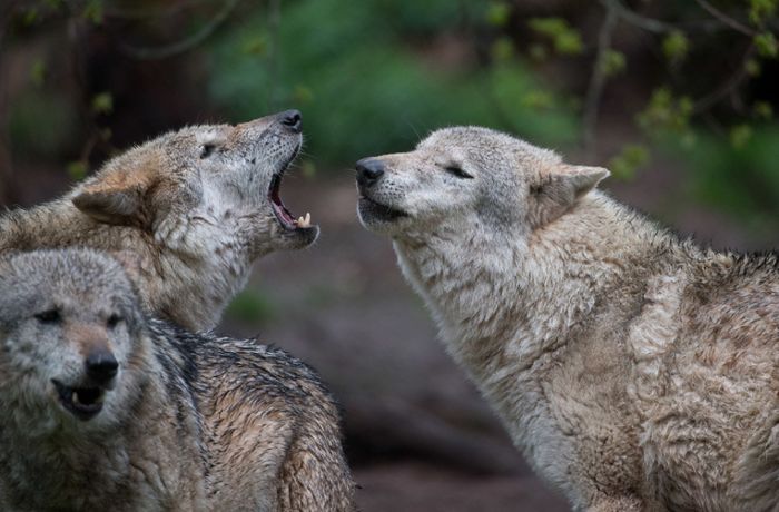 Wölfe in Baden-Württemberg: Experte: Bald bilden sich Rudel im Land