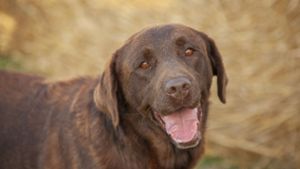 Tierquäler ertränkt Labrador im Rhein – Zeugen gesucht