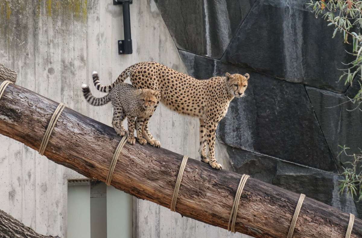 Kletterübung der Wilhelma-Fünflinge: Die fünf Monate alten Geparden-Jungtiere üben unter den strengen Blicken ihrer Mutter Niara den „Catwalk“ auf Stämmen.