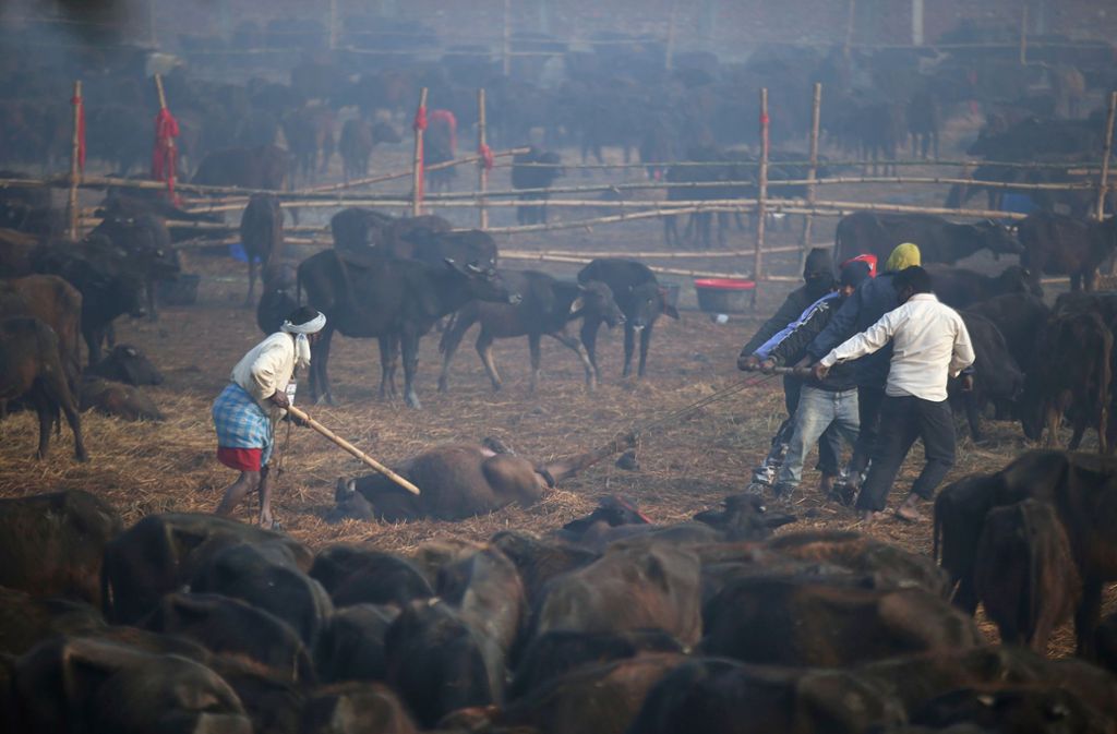 Männer ziehen den toten Körper eines Büffels während des Gadhimai-Festes, dem zweitägigen Opferfest für die hinduistische Göttin der Macht Gadhimai im nepalesischen Bariyarpur, von einem Feld.