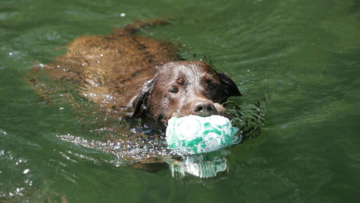Badeseen in der Region Stuttgart: Wo der Hund mit ins Wasser darf