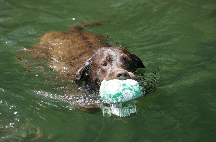 Badeseen in der Region Stuttgart: Wo der Hund mit ins Wasser darf