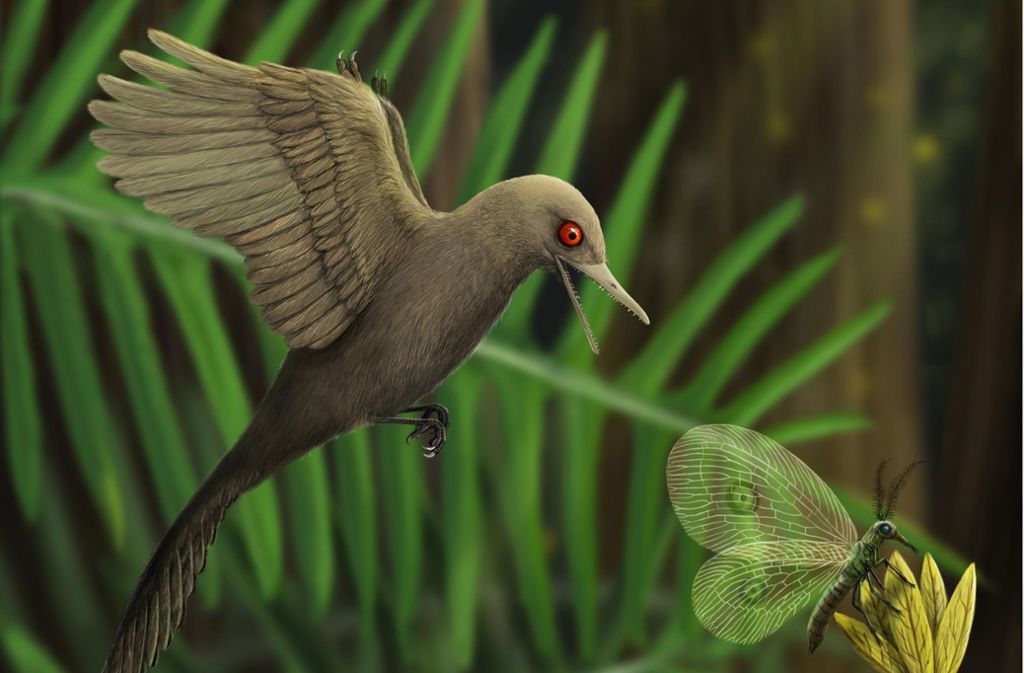 Fund in einem Bernstein: Der Mini-Dino aus der Urzeit