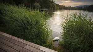 Badeseen in der Region Stuttgart: In diesen 11 Seen badet man naturnah und idyllisch
