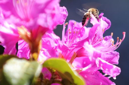 Eine abwechslungsreiche Nahrungsquelle für Bienen bieten Topfpflanzen. (Symbolfoto) Foto: dpa/Oliver Berg