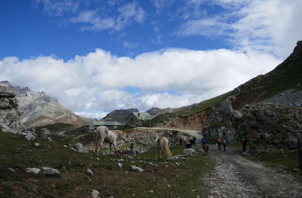 In der wilden Bergwelt der Picos de Europa leben mehr Vier- als Zweibeiner.